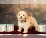 Small Photo #8 Maltipoo Puppy For Sale in WARSAW, IN, USA