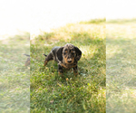 Small #2 Dachshund