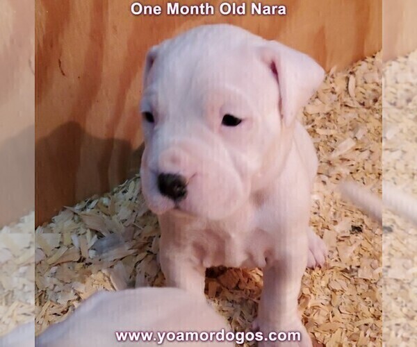 Medium Photo #86 Dogo Argentino Puppy For Sale in JANE, MO, USA