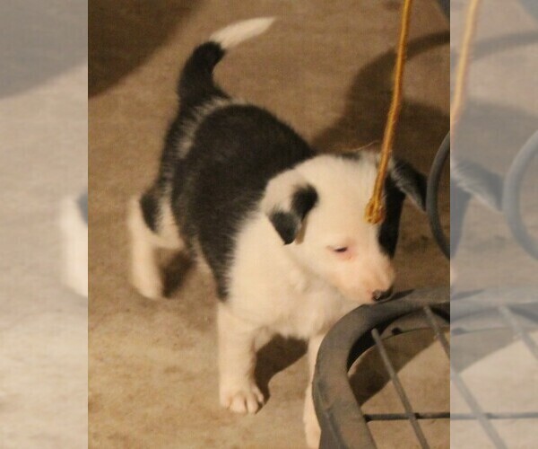 Medium Photo #10 Australian Cattle Dog-Border Collie Mix Puppy For Sale in LEHIGH, IA, USA