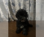 Small #5 Poodle (Miniature)