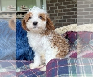 Cavapoo Puppy for sale in NOBLESVILLE, IN, USA