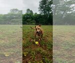 Small #4 Mutt