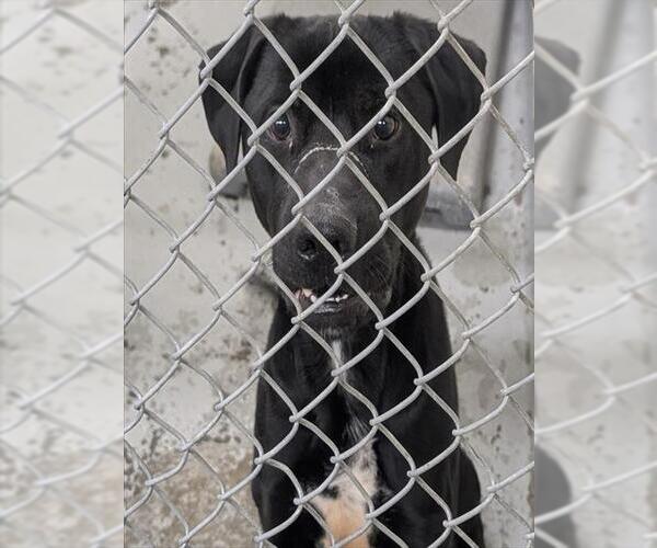 Medium Photo #1 Labrador Retriever-Unknown Mix Puppy For Sale in Anchorage, AK, USA