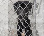 Small Labrador Retriever Mix
