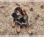 Small Photo #2 German Shepherd Dog Puppy For Sale in LIVERMORE, CO, USA