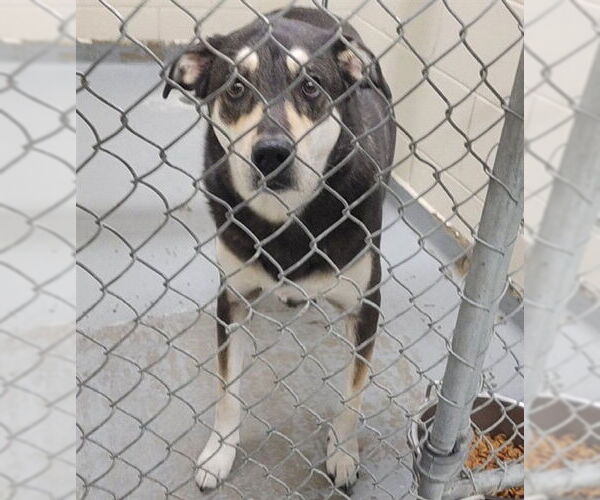 Medium Photo #1 Siberian Husky-Unknown Mix Puppy For Sale in Anchorage, AK, USA