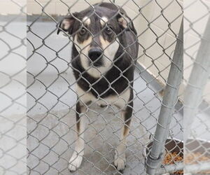 Siberian Husky-Unknown Mix Dogs for adoption in Anchorage, AK, USA
