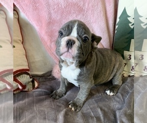 French Bulldog Puppy for sale in JOHNS ISLAND, SC, USA
