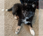 Small Photo #2 Pomsky Puppy For Sale in ASHLAND, MO, USA