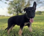Puppy 1 German Shepherd Dog