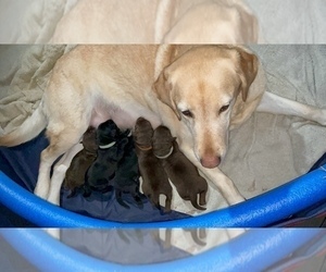 Mother of the Labrador Retriever puppies born on 12/08/2021