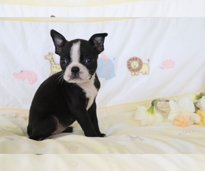 Boston Terrier Puppy for sale in SHILOH, OH, USA
