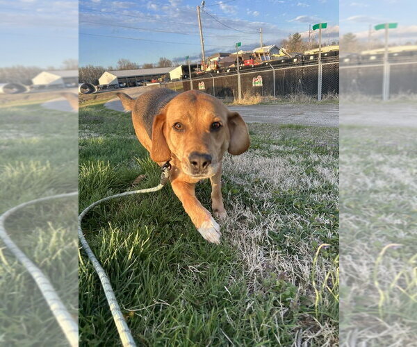 Medium Photo #2 Labbe Puppy For Sale in Evansville, IN, USA