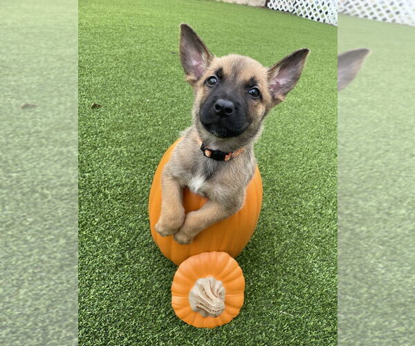 Medium Photo #1 Mutt Puppy For Sale in Imlay City, MI, USA