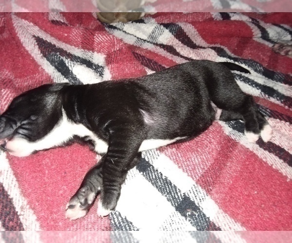 Medium Photo #2 Great Dane-Labrador Retriever Mix Puppy For Sale in ESTACADA, OR, USA