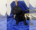 Small Photo #37 Goldendoodle Puppy For Sale in DYERSBURG, TN, USA