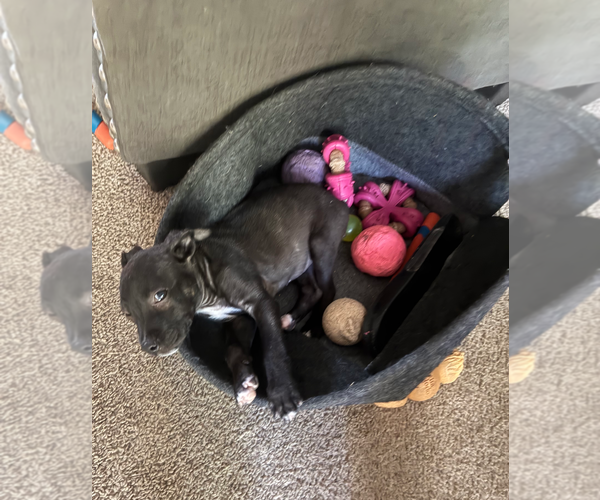 Medium Photo #11 Mutt Puppy For Sale in Holly Springs, NC, USA