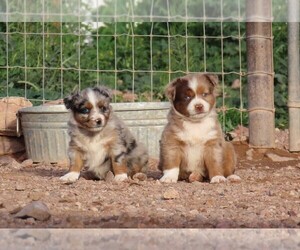 Miniature Australian Shepherd Puppy for Sale in WITTMANN, Arizona USA