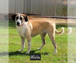 Mutt Dogs for adoption in Granbury, TX, USA