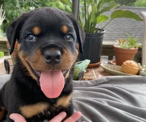 Rottweiler Puppy for sale in MILLERSPORT, OH, USA