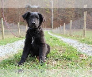Gollie Puppy for sale in KINGSPORT, TN, USA