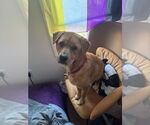 Small #1 Labrador Retriever Mix