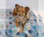 Small #1 Spaniel Mix