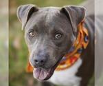 Small #1 American Pit Bull Terrier