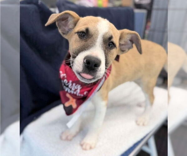 Medium Photo #1 Shepradors Puppy For Sale in Lakewood, CO, USA