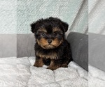 Small #5 YorkiePoo