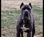 Small Photo #1 Cane Corso Puppy For Sale in ELGIN, OK, USA