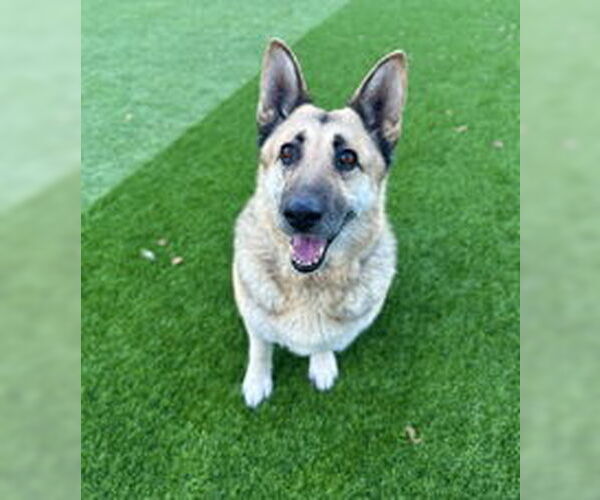 Medium Photo #1 German Shepherd Dog Puppy For Sale in Salinas, CA, USA