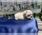 Small Photo #9 French Bulldog Puppy For Sale in SIOUX FALLS, SD, USA