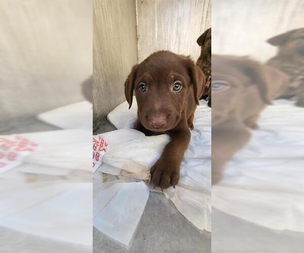 Medium Photo #1 Labrador Retriever-Unknown Mix Puppy For Sale in San Antonio, TX, USA