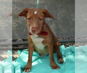 Dachshund-Unknown Mix Dogs for adoption in Bandera, TX, USA