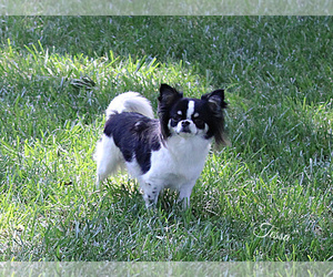 Mother of the Chihuahua puppies born on 04/04/2025