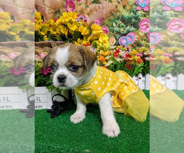 Medium Photo #6 Shih Tzu Puppy For Sale in HAMMOND, IN, USA