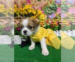 Small #5 Shih Tzu