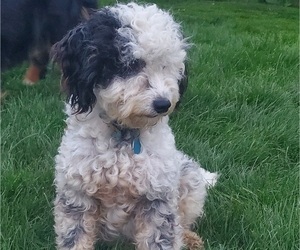 Mother of the Miniature Bernedoodle puppies born on 05/22/2025
