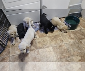 Labrador Retriever Litter for sale in WAPATO, WA, USA