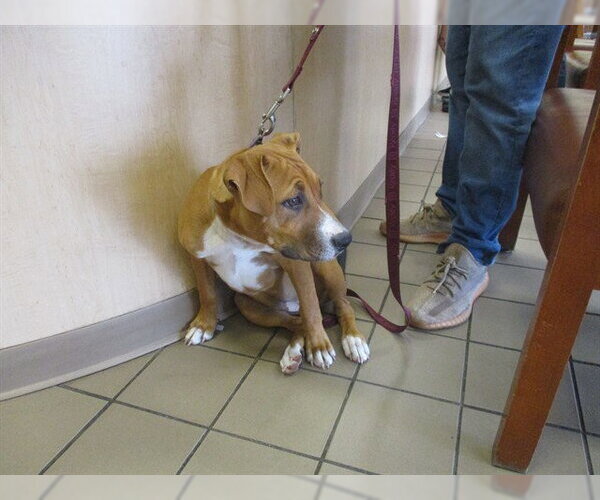 Medium Photo #1 Staffordshire Bull Terrier Puppy For Sale in Ocala, FL, USA