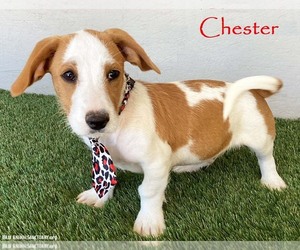 Basset Hound-Unknown Mix Dogs for adoption in San Diego, CA, USA
