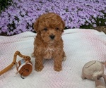 Puppy Barney Maltipoo