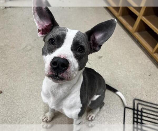 Medium Photo #1 American Staffordshire Terrier-Unknown Mix Puppy For Sale in Grand Prairie, TX, USA