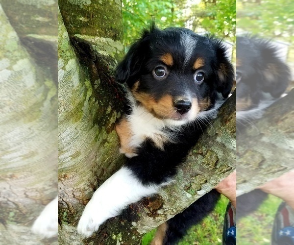 Medium Photo #1 Miniature Australian Shepherd Puppy For Sale in SAYLORSBURG, PA, USA