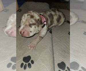 American Staffordshire Terrier-Catahoula Leopard Dog Mix Puppy for sale in JACKSONVILLE, NC, USA