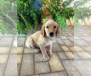 Golden Retriever Puppy for sale in CONCORDIA, MO, USA