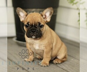 French Bulldog Puppy for sale in RONKS, PA, USA