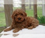 Puppy Ruger Cocker Spaniel-Poodle (Miniature) Mix